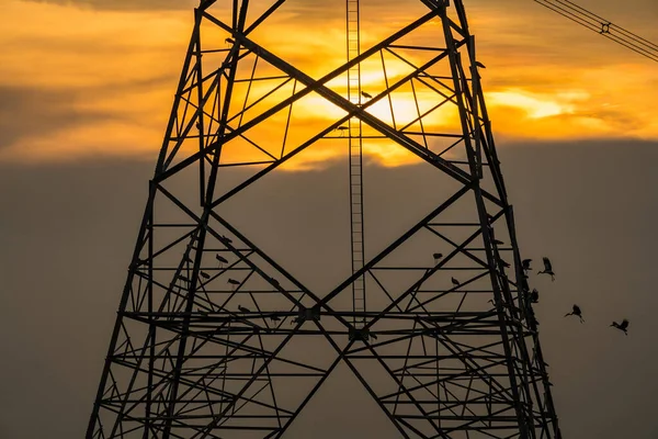 Silhouet Van Vogel Neergestreken Hoogspanningspost Hoogspanningstoren Hemel Zonsondergang Achtergrond — Stockfoto