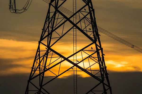 Silhouet Van Vogel Neergestreken Hoogspanningspost Hoogspanningstoren Hemel Zonsondergang Achtergrond — Stockfoto