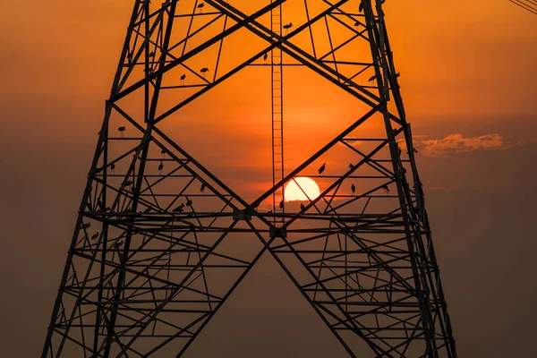 Silueta Pájaro Encaramado Poste Alto Voltaje Alto Voltaje Torre Cielo —  Fotos de Stock