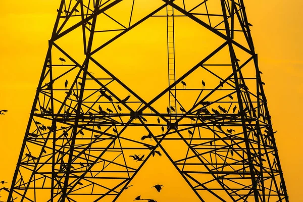 高压柱上的鸟的轮廓 高压塔天落日背景 — 图库照片