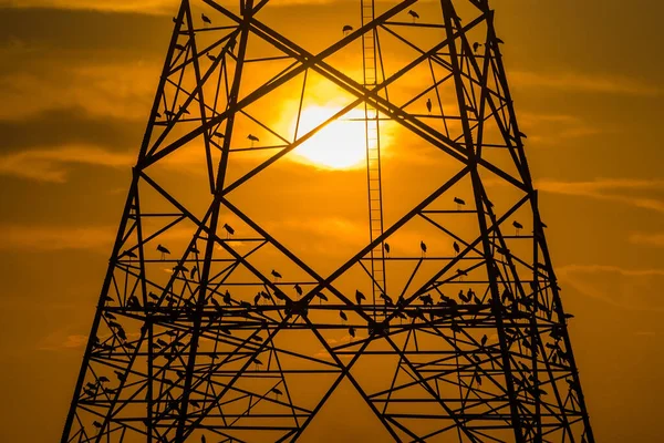 Silhouet Van Vogel Neergestreken Hoogspanningspost Hoogspanningstoren Hemel Zonsondergang Achtergrond — Stockfoto