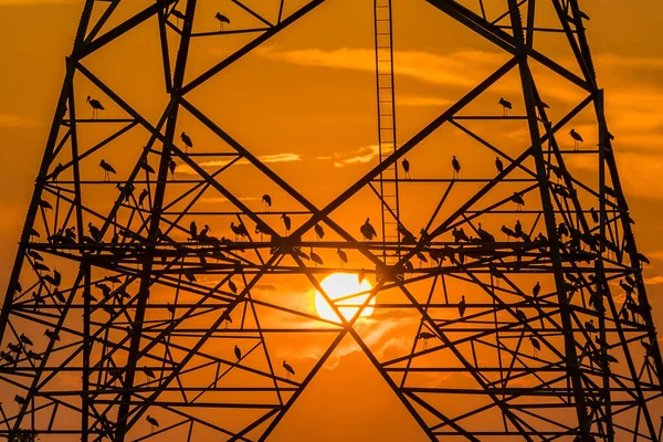 Silhouet Van Vogel Neergestreken Hoogspanningspost Hoogspanningstoren Hemel Zonsondergang Achtergrond — Stockfoto