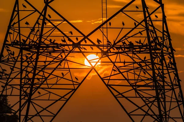 Silhouet Van Vogel Neergestreken Hoogspanningspost Hoogspanningstoren Hemel Zonsondergang Achtergrond — Stockfoto