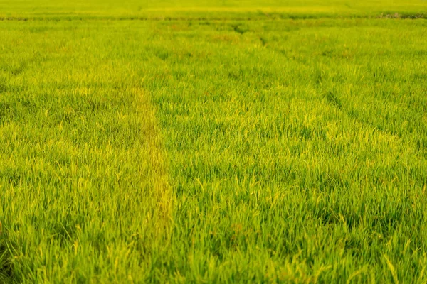 Reisfelder Und Sonnenuntergang Als Hintergrund Goldene Reisfelder Reisfelder Thailand — Stockfoto