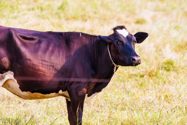 Holstein Black White Spotted Milk Cow Standing Green Rural Pasture — Stock Photo, Image