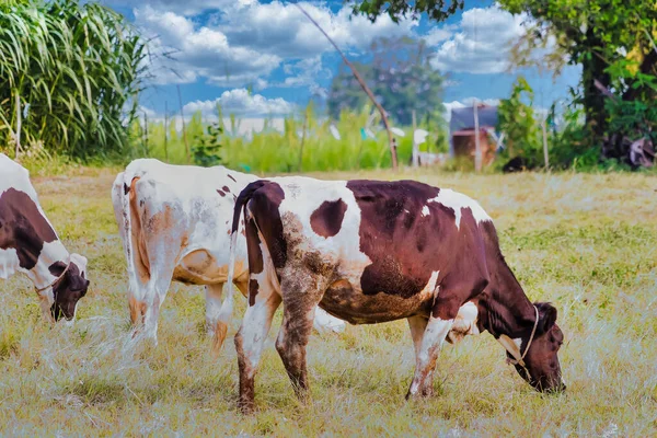 Χολστάιν Μαύρο Και Άσπρο Πιτσιλωτό Αγελαδινό Γάλα Που Στέκεται Ένα — Φωτογραφία Αρχείου