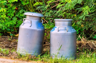 Sabahleyin somutlaştırma kooperatiflerine çiğ süt taşır..