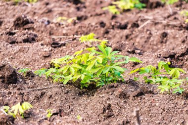Tayland 'da yerde büyüyen Yucca filizleri.