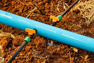 Tarım sisteminde kullanılan damlatma sulama sisteminin kurulumu. Teknolojinin maliyetleri düşürmek ve üretkenliği artırmak için kullanılması..