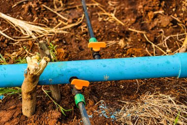 Tarım sisteminde kullanılan damlatma sulama sisteminin kurulumu. Teknolojinin maliyetleri düşürmek ve üretkenliği artırmak için kullanılması..