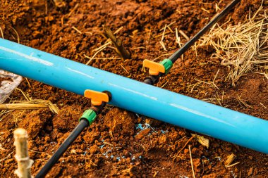 Tarım sisteminde kullanılan damlatma sulama sisteminin kurulumu. Teknolojinin maliyetleri düşürmek ve üretkenliği artırmak için kullanılması..