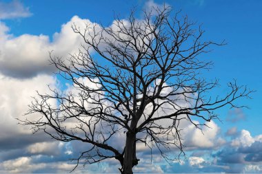 Mavi gökyüzü arkaplanlı ağaç dalı silueti