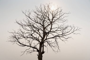 Gökyüzünün kenarındaki güneş ufukta altın portakal parlıyor ve gölün su yüzeyine yansıyor. Önünde duran ağaçlar ve dallar siyah görünür..