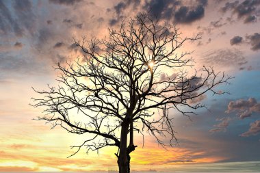 Tayland 'da Ağaç Dalları Arkasında Gün Batımı.