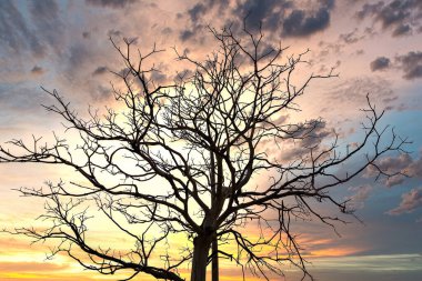 Tayland 'da Ağaç Dalları Arkasında Gün Batımı.