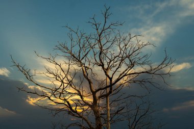 Tayland 'da Ağaç Dalları Arkasında Gün Batımı.