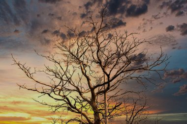 Tayland 'da Ağaç Dalları Arkasında Gün Batımı.