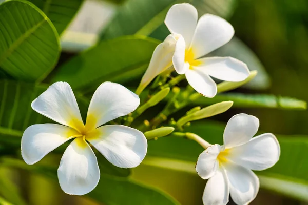 Białe Żółte Kwiaty Frangipani Naturalnym Tłem — Zdjęcie stockowe