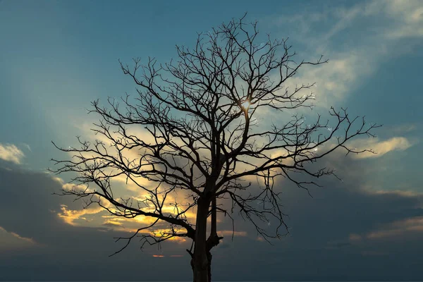 Tayland 'da Ağaç Dalları Arkasında Gün Batımı.
