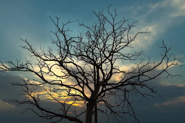 Sunset Tree Branches Thailand — Photo