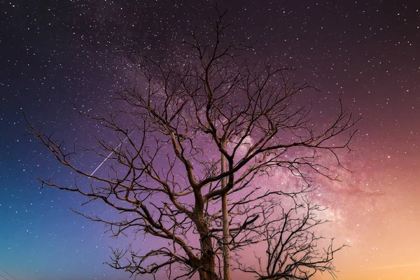 Tree Silhouetting Milky Way Dry Tree Silhouette Night Concept — ストック写真