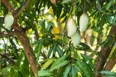 Tayland 'daki bahçede yeşil mango meyvesi.
