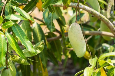 Tayland 'daki bahçede yeşil mango meyvesi.