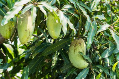 Tayland 'daki bahçede yeşil mango meyvesi.