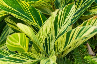 arkaplan ve duvar kağıdı için yeşil yapraklar.