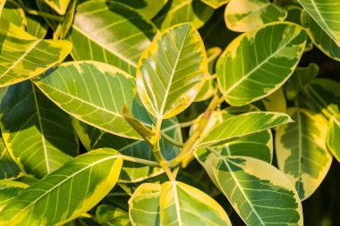 arkaplan ve duvar kağıdı için yeşil yapraklar.