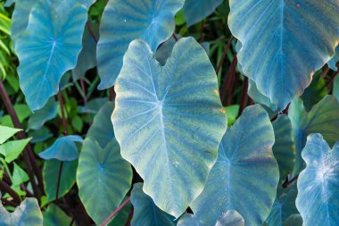 arkaplan ve duvar kağıdı için yeşil yapraklar.