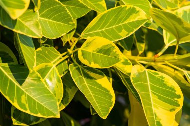 arkaplan ve duvar kağıdı için yeşil yapraklar.