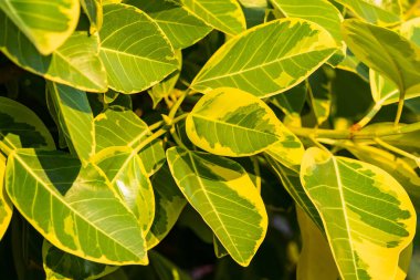 arkaplan ve duvar kağıdı için yeşil yapraklar.