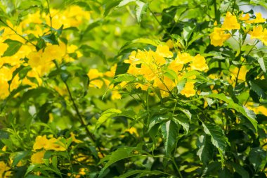Bulanık doğal arka planda sarı çiçek buketi. Tropik Tayland 'da güzel sarı çiçekler.