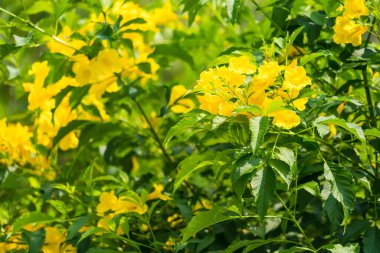 Bulanık doğal arka planda sarı çiçek buketi. Tropik Tayland 'da güzel sarı çiçekler.
