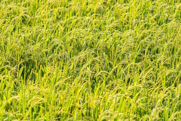 Tradiční Pěstování Rýže Zemědělské Pole Obrázek Pole Zelené Trávy — Stock fotografie
