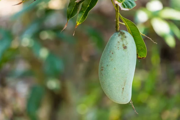 Mangue Verte Dans Jardin Thaïlande — Photo