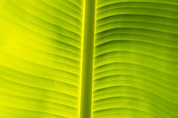 Papier Peint Vert Texture Fond Feuille Banane — Photo
