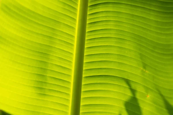 Green Wallpaper Texture Background Banana Leaf — Stock Photo, Image