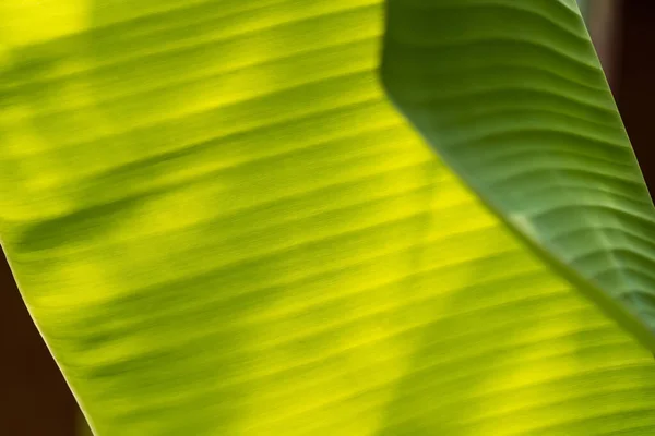 Зелені Шпалери Видовищний Фон Бананового Листа — стокове фото