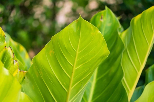 Grüne Blätter Für Hintergrund Und Tapete — Stockfoto