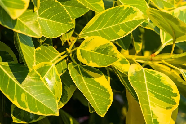 arkaplan ve duvar kağıdı için yeşil yapraklar.