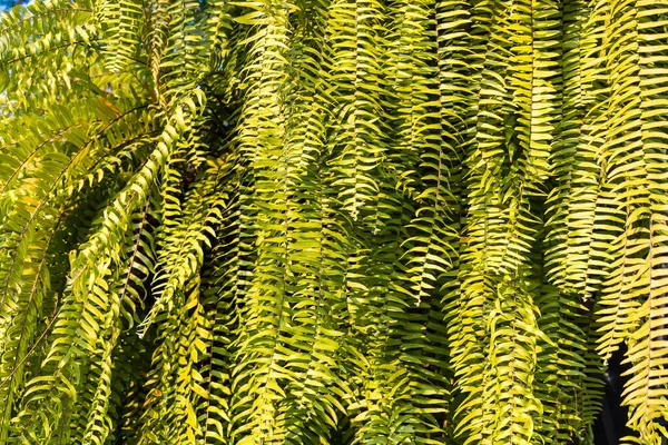 Feuilles Vertes Pour Fond Papier Peint — Photo