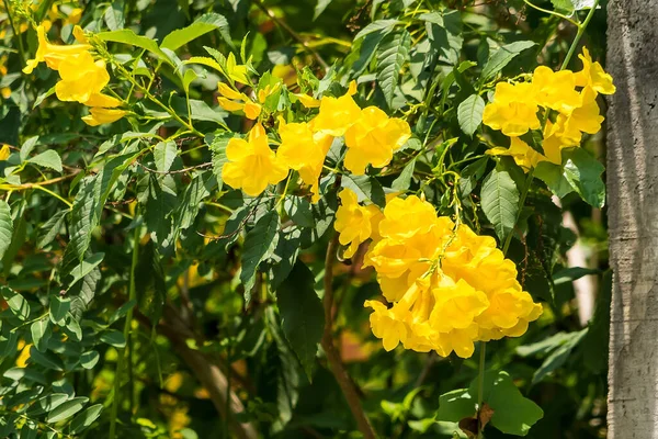 Žlutá Kytice Rozmazaném Přírodním Pozadí Krásné Žluté Květy Tropickém Thajsku — Stock fotografie