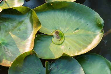 Büyük bir gölette yeşil nilüfer yaprağı