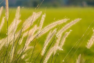 Yol kenarındaki çim çiçekleri Sabah güneşiyle