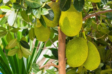 Tayland 'da ağaçta büyük bir meyve sümüğü.