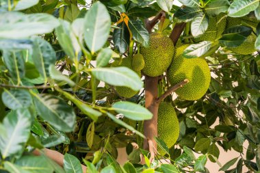 Tayland 'da ağaçta büyük bir meyve sümüğü.