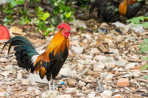 Tajski Kura Lub Bantam Kurczak Samiec Szukać Żywności Plantacji Gospodarstwa — Zdjęcie stockowe