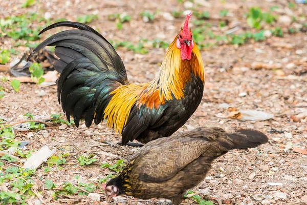 Thailändische Henne Oder Bantam Chicken Männchen Suchen Auf Plantagenfarm Nach — Stockfoto